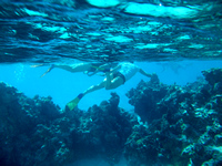 Snorkelling Aitutaki  Lagoon , Cook Islands
