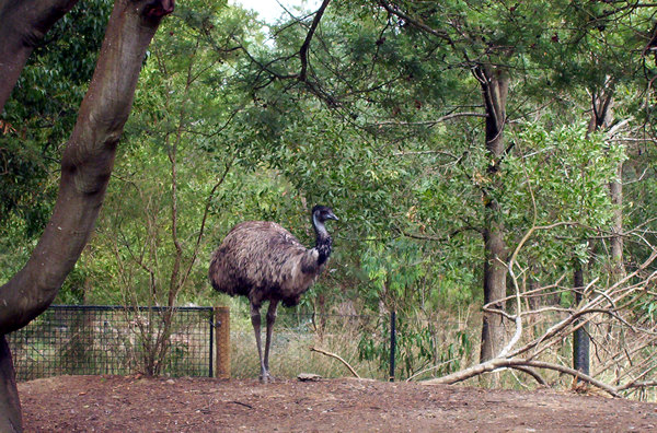 Healesville Sanctuary, Victoria