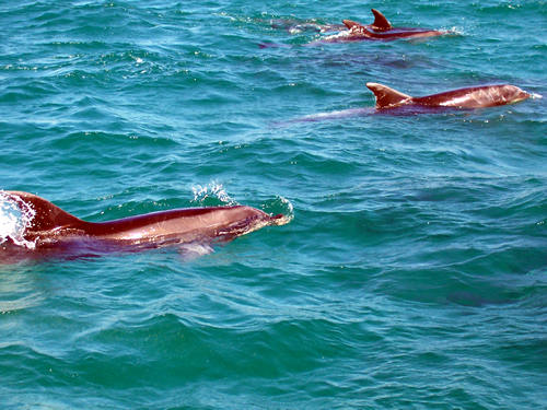 Dolphin Watching, Bay of Islands, New Zealand