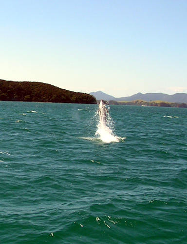 Dolphin Watching, Bay of Islands, New Zealand