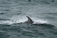 Dolphin at Kaikoura