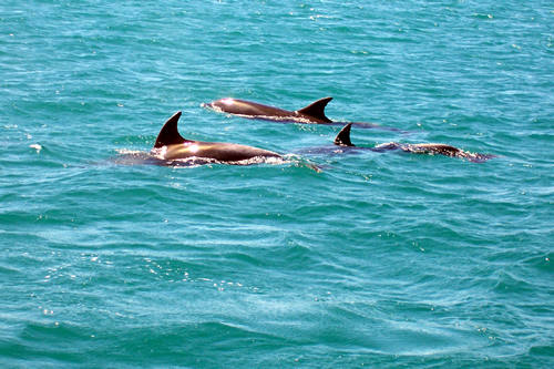 Dolphins, Bay of Islands