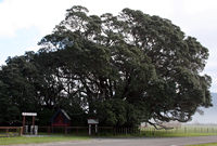 Giant pohutukawa, Te Araroa,  East Cape, NZ