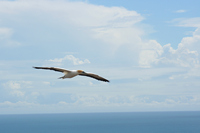 Gannets, Cape Kidnappers, NZ.