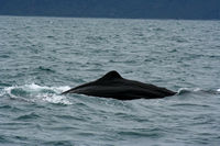 Whale Watching, Kaikoura, NZ