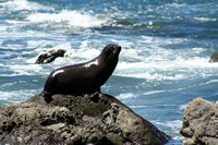 Seals, Kaikoura, New Zealand