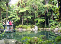 Rainbow Springs Rotorua
