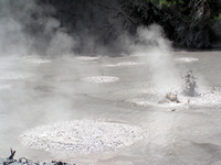 Boiling Mud Pools, Rotorua
