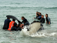 Nobby the Orca rescue, Papamoa, NZ. 
