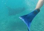 Swimming with manta rays, fiji